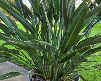 Plant
