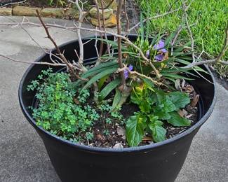 Plant