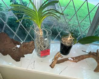 exotic plants for sale