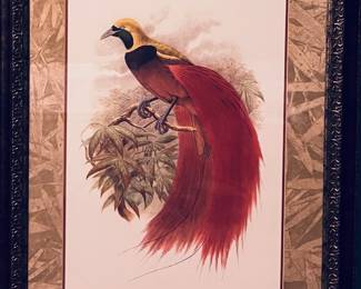 Hand-colored lithograph, "Paradisea Intermedia", William Mathew Hart
