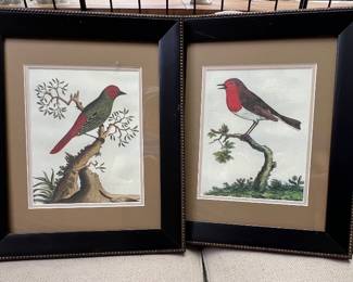 Four beautiful bird prints