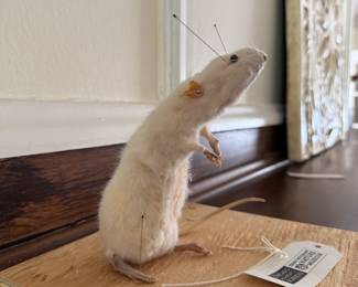 Taxidermy Mouse.