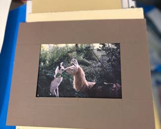 Lama Photo