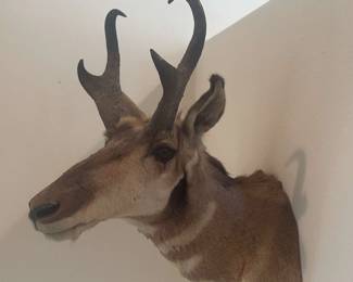 Taxidermy Pronghorn