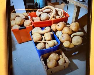 Incredible amount of Gourds and Pumpkins Gourds an