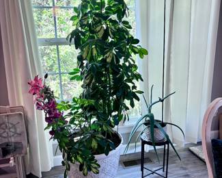 House Plant