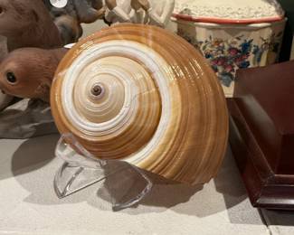 Snail Shell decor 