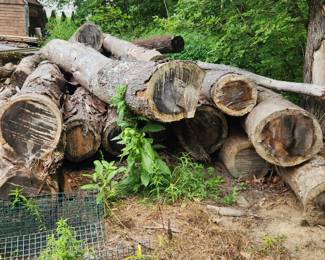 691.Lot of large seasoned pine logs