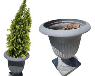 Two Planters W A Tree