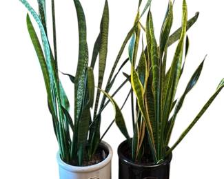 Two Live Snake Plants Over 40 Tall Pots Not Included