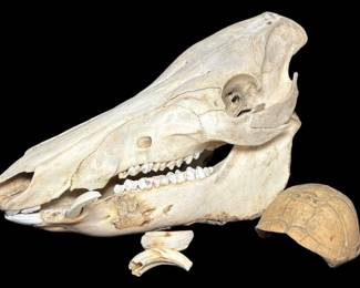 Boar Skull and Turtle Shell