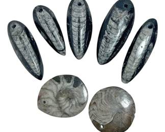Orthoceras Fossils for Jewelry