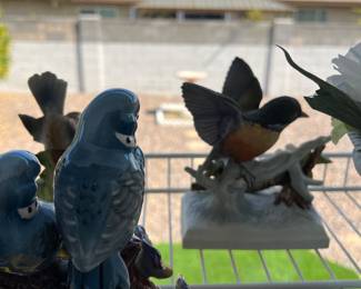 bird collection