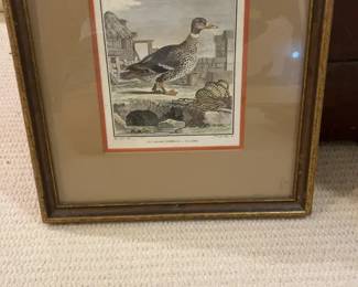 Vintage Framed Duck Print Circa 1790