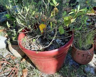 #53  Large Red Pot   $25