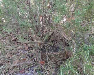 #51  Concrete Pot w/Large Rosemary Bush   $65