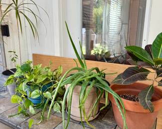 Live Plants - Aloe, Pothos, Croton Petra