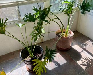 Live Plants - Philodendron 