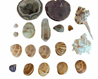 Lot #328 - Geodes, Agates and Seashells Collection