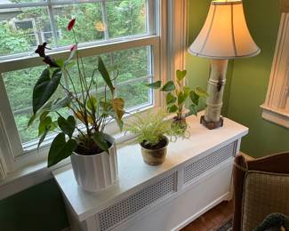 Indoor Plants 