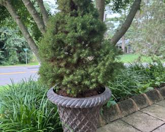 So many potted trees-Bring help to move these!