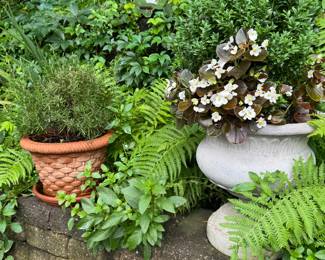 Potted plants and shrubs