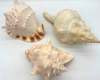 Oversize seashells