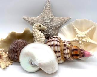 Oversize seashells