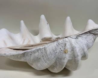 Amazing large Indo Pacific giant clam shell; 24"W x 15"D x 9”H.