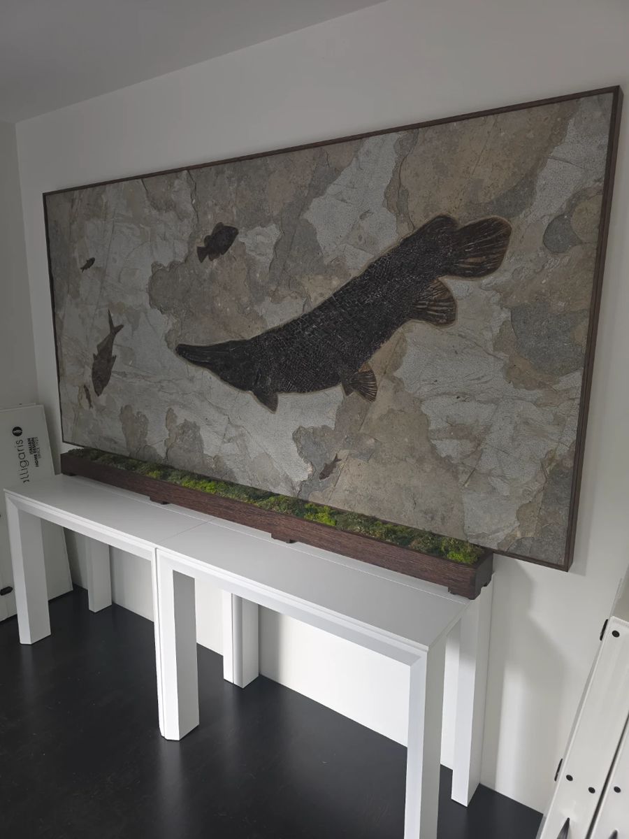 A colossal fossil specimen to include a large Gar Fish and many other fossils