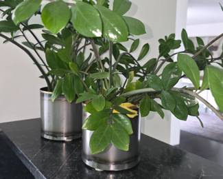 From a collection of live plants