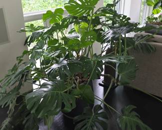 A huge Monstera plant