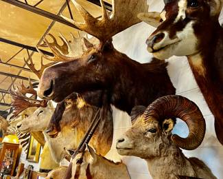 Assortment of vintage big game mounts