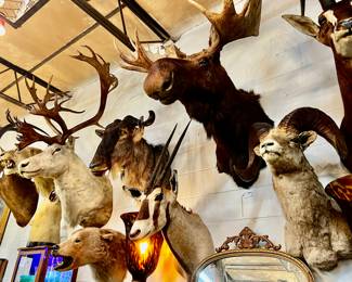 Assortment of vintage big game mounts