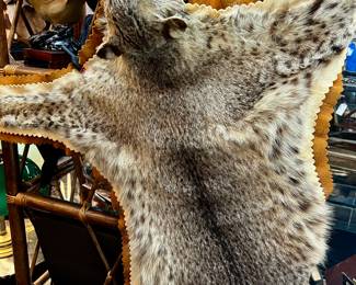 Vintage bobcat pelt