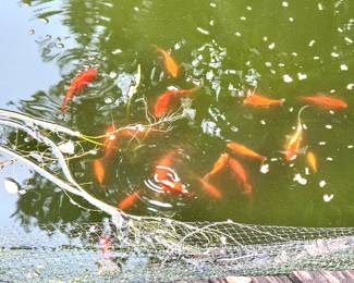 Lot of Koi fish you catch