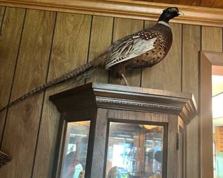 Taxidermy bird standing