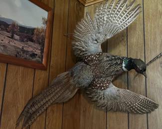 Taxidermy bird in flight