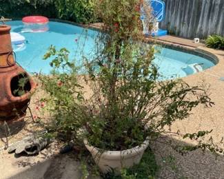 Large plant....needs attention!