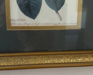Framed Botanical Print of a Magnolia