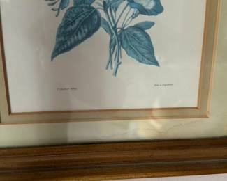 Botanical Print of Hibiscus and Morning Glory
