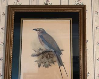 Framed Bird Lithograph