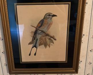 Vintage Bird Lithograph