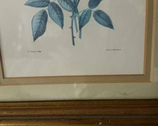 Botanical Illustration of Roses and other flowers