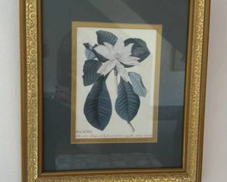 Framed Botanical Print of a Magnolia
