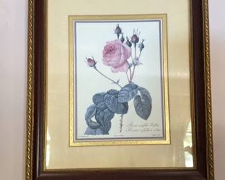 Botanical Print of a Pink Rose