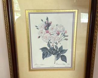 Botanical Print of a Roses