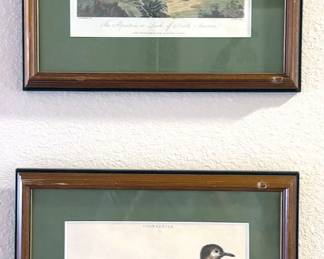 Multiple John Gould bird lithographs from 1800s 
Multiple George Edwards bird lithographs c. 1750-60
