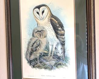 Multiple John Gould bird lithographs from 1800s 
Multiple George Edwards bird lithographs c. 1750-60
