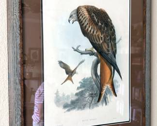 Falcon artwork